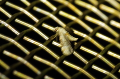 Mesoptila melanolopha