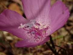 Clarkia lewisii