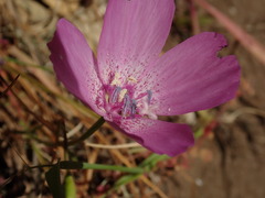 Clarkia lewisii