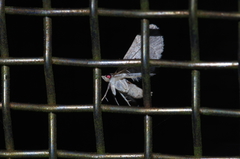 Mesoptila melanolopha