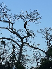 Haliaeetus vociferoides