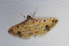 Herpetogramma cynaralis