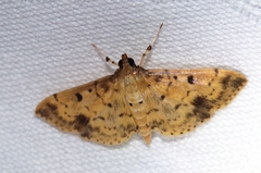 Herpetogramma cynaralis