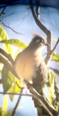 Coua cristata