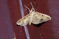 Herpetogramma cynaralis