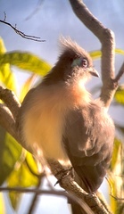 Coua cristata