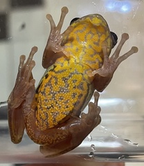 Boettger's Colombian Treefrog photo 3