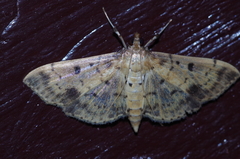 Herpetogramma cynaralis