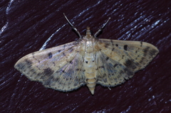 Herpetogramma cynaralis