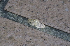 Herpetogramma cynaralis