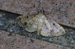Herpetogramma cynaralis