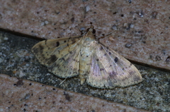 Herpetogramma cynaralis