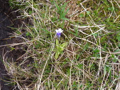 Pinguicula leptoceras