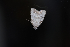 Nola thyrophora