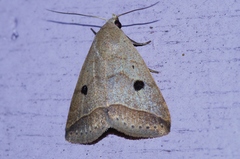 Bocula caradrinoides