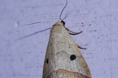 Bocula caradrinoides