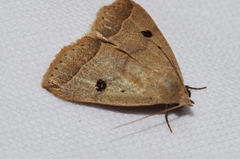 Bocula caradrinoides