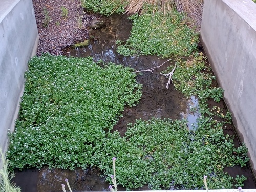 iNaturalist observation photo of watercress