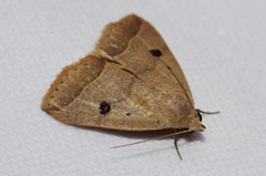 Bocula caradrinoides