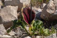 Arum dioscoridis
