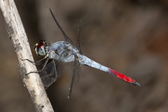 Notolibellula bicolor