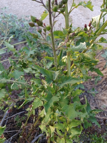 iNaturalist observation photo of California beeplant