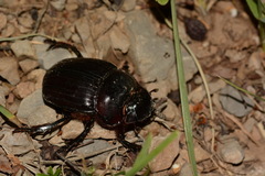 Synapsis tmolus