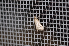 Microchilo inexpectellus