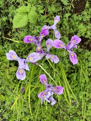 Iris tenax tenax