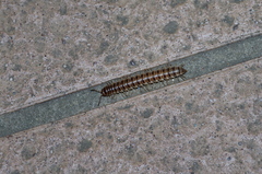Chamberlinius hualienensis