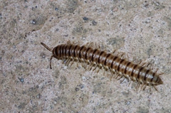 Chamberlinius hualienensis