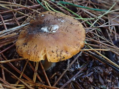 Cortinarius phalarus