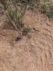 Paracotalpa granicollis