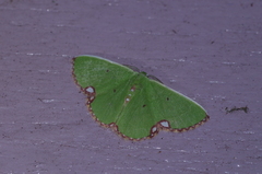 Comibaena procumbaria