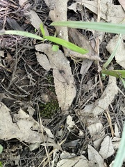 Hygroamblystegium fluviatile