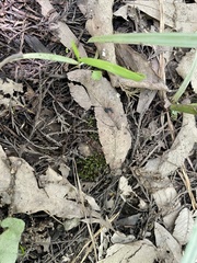 Hygroamblystegium fluviatile