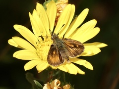 Ochlodes agricola