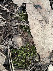 Hygroamblystegium fluviatile