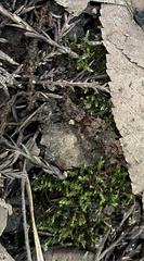 Hygroamblystegium fluviatile