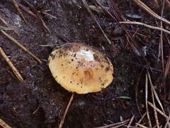 Cortinarius phalarus