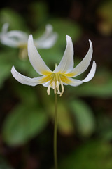 Erythronium citrinum