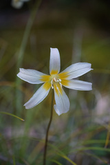 Erythronium citrinum