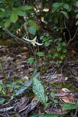 Erythronium citrinum
