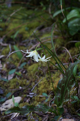 Erythronium citrinum