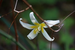 Erythronium citrinum