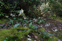Erythronium citrinum