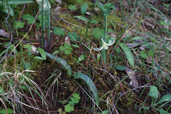 Erythronium citrinum