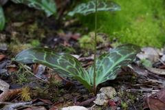 Erythronium citrinum
