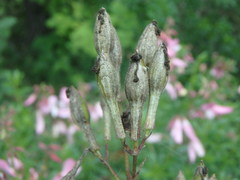 Saponaria officinalis