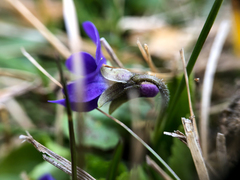 Viola adunca